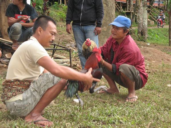 Toraja cockfight