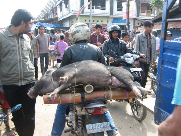 Transport of pigs for ceremony1