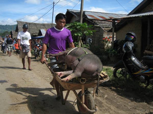 Transport of pigs for ceremony2