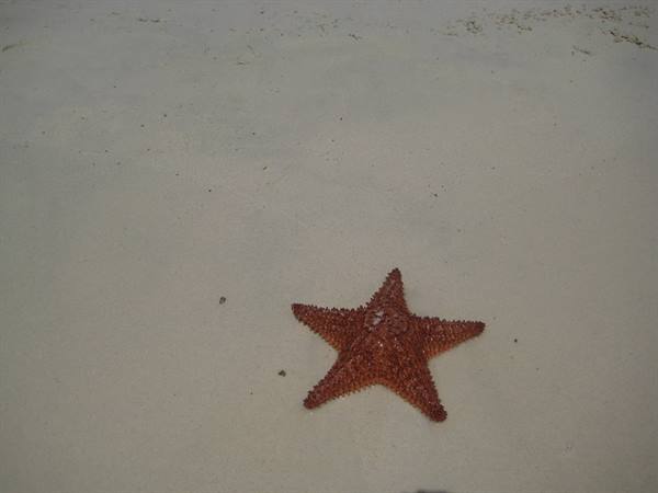 Orange starfish lying on pale sand of a beach