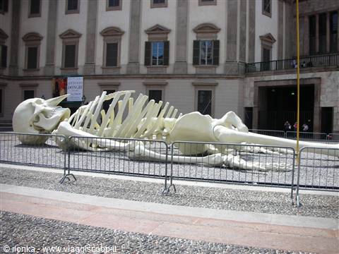 Giant white skeleton lying in the square outside Palazzo Reale, Milan