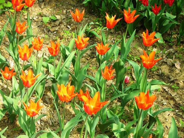 orange tulips