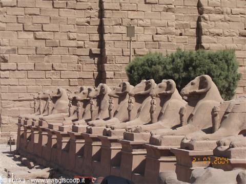 avenue of the rams
