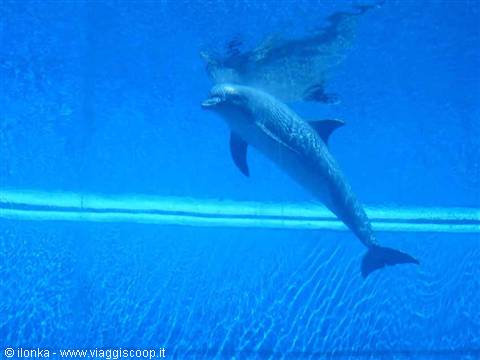 genoa aquarium