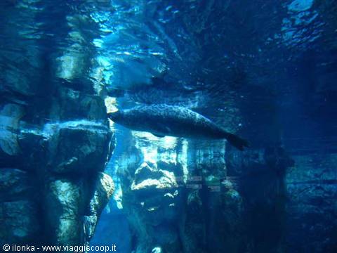 genoa aquarium