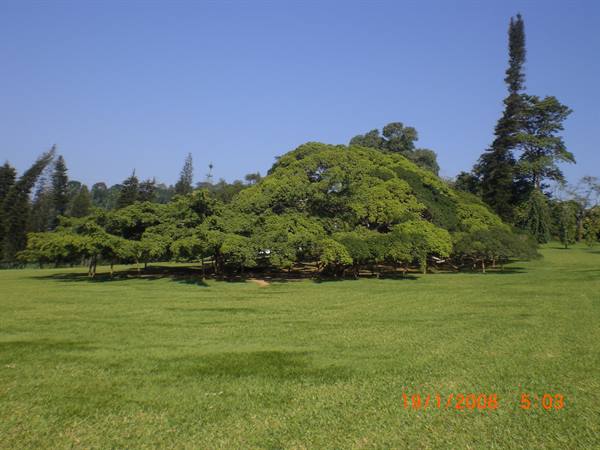 137-year-old Ficus