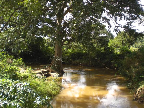 Swamp
