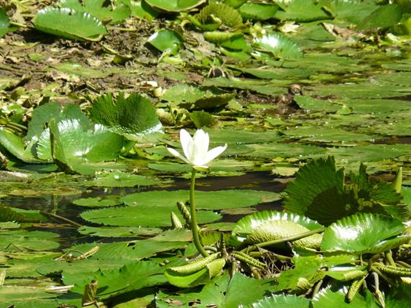 Pamplemousses Botanical Garden