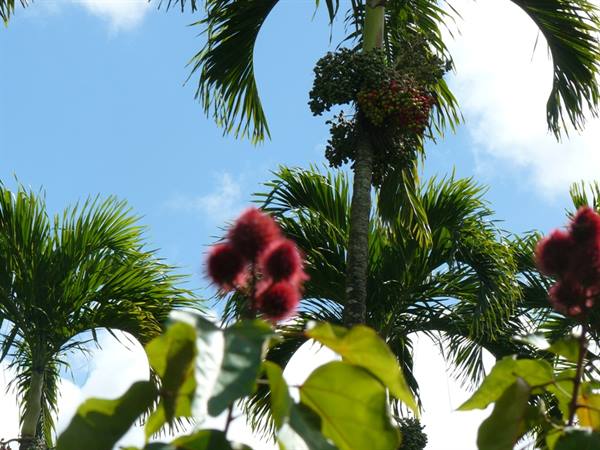 Pamplemousses Botanical Garden