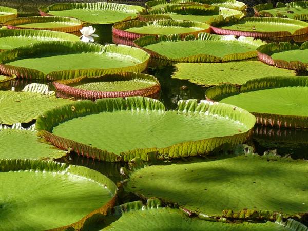 Pamplemousses Botanical Garden