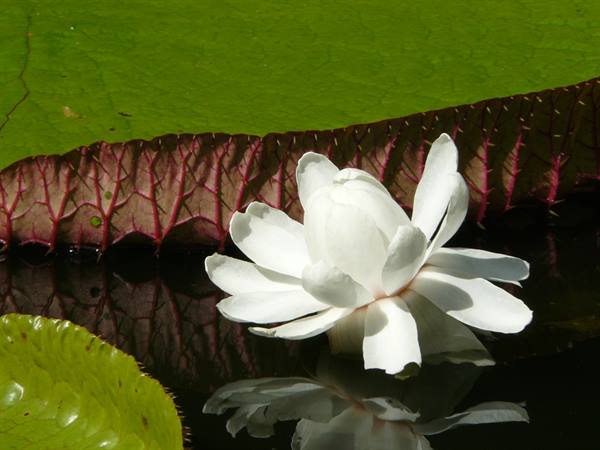 Pamplemousses Botanical Garden
