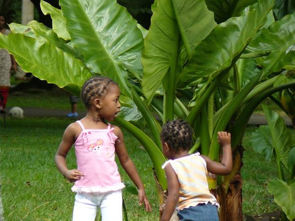 Pamplemousses Botanical Garden