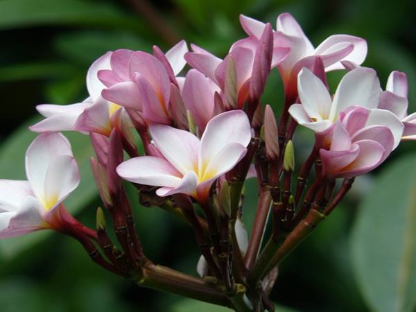 The flower symbol of Ile Maurice