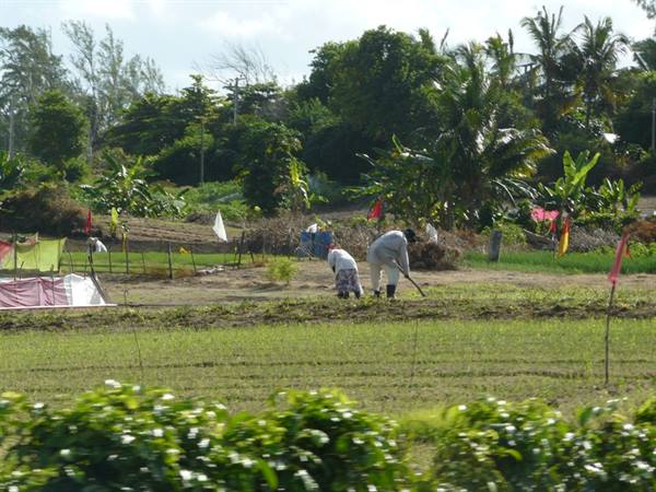 Mauritian Life