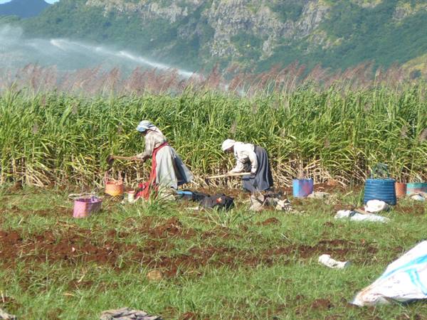 Working in the cane fields