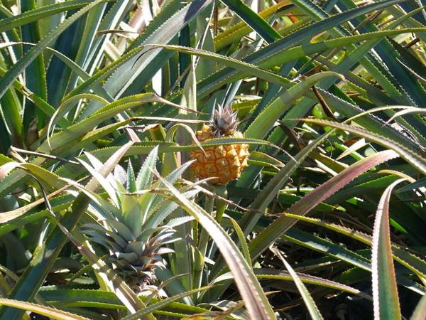 Pineapple Plantation