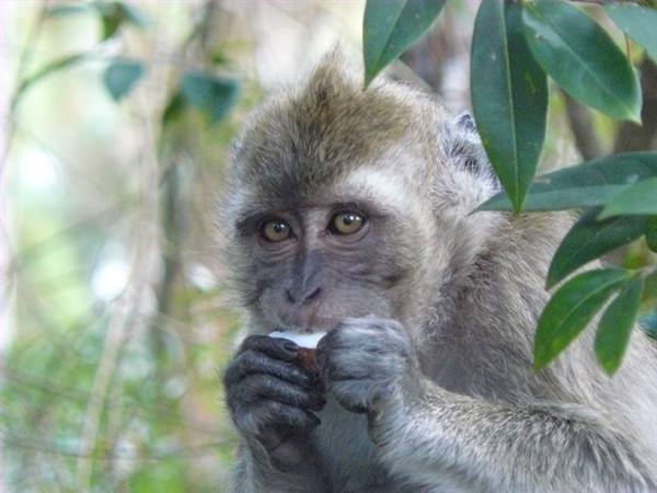 Black River Gorges - Lunching with the guests..