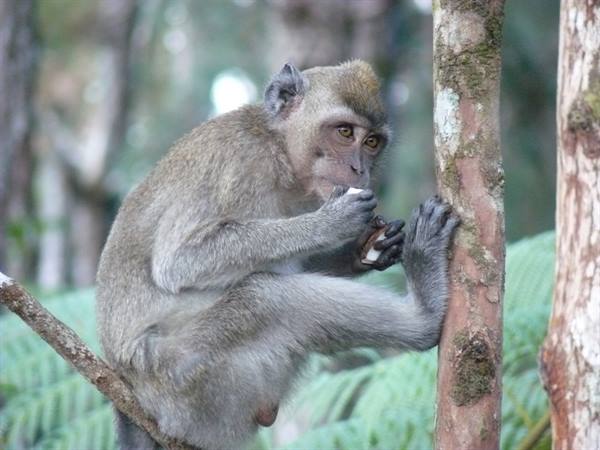 Black River Gorges - Lunching with the guests..