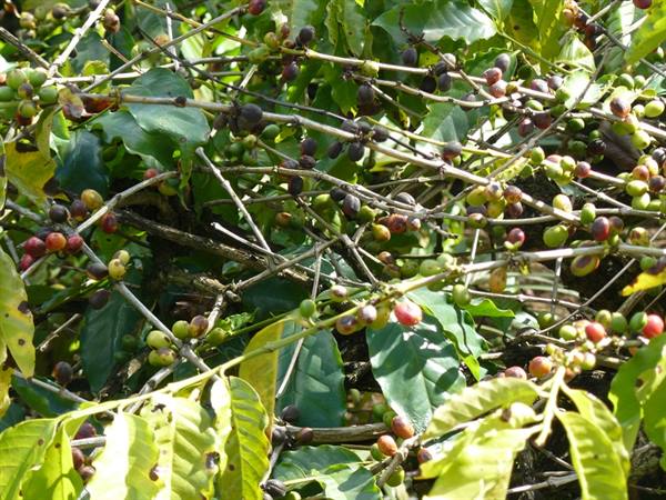 Chamarel - Coffee