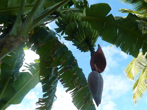 Belle Mare - Banana tree