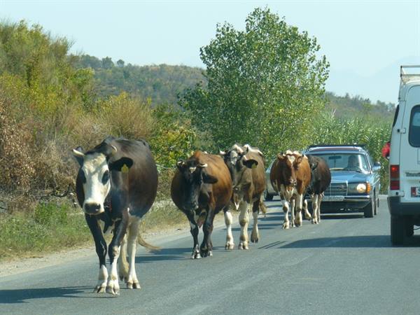 Along the Albanian roads