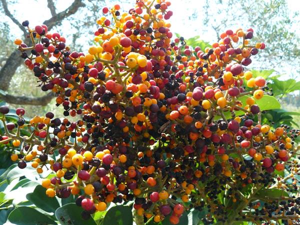 Scents and Colours of PAXI 