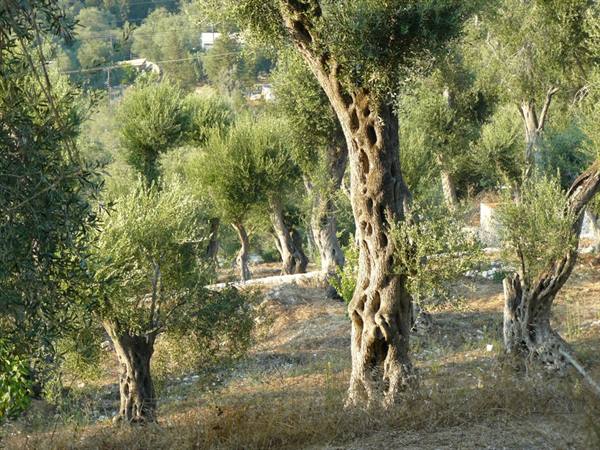 Olive groves of PAXI