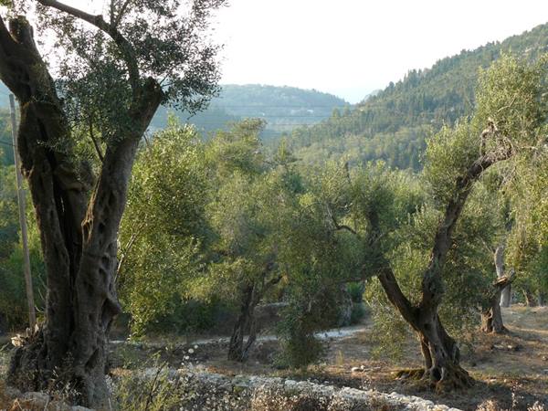 Olive groves of PAXI