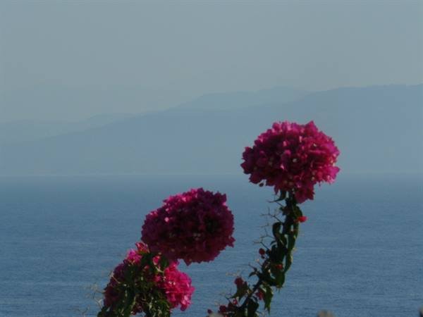 Colours of Paxi