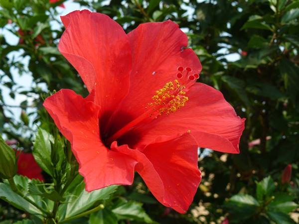 Scents and Colours of PAXI
