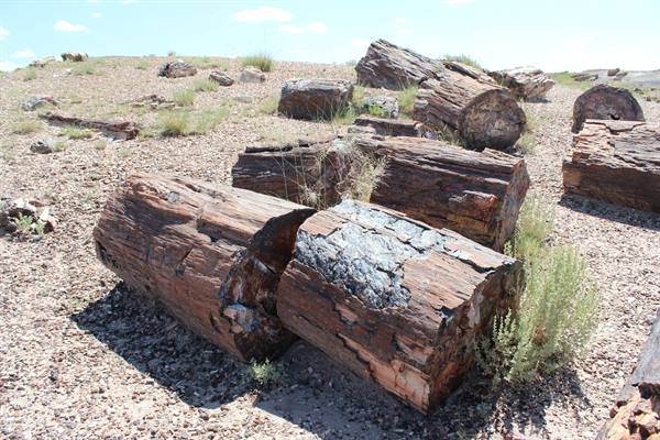 Petrified Forest NP