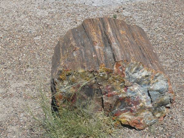 Petrified Forest NP