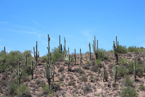 Saguaros along I-17