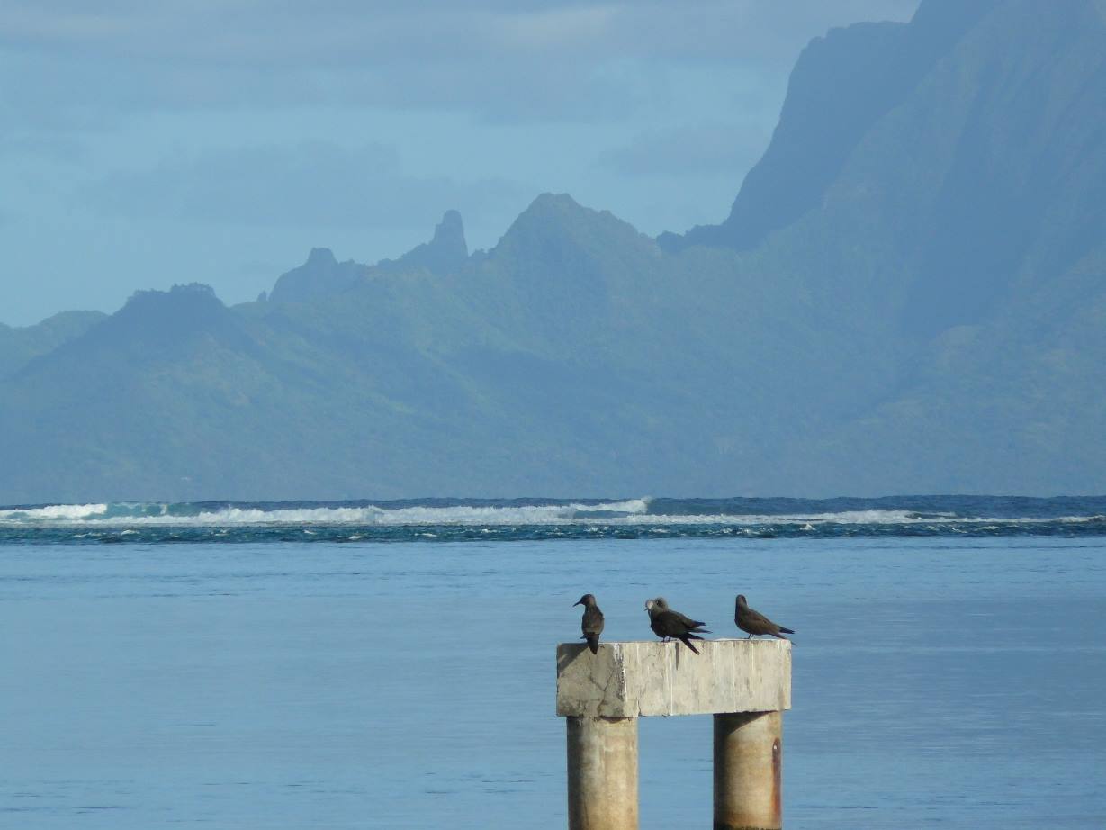 Le Meridien Tahiti - View of Moorea