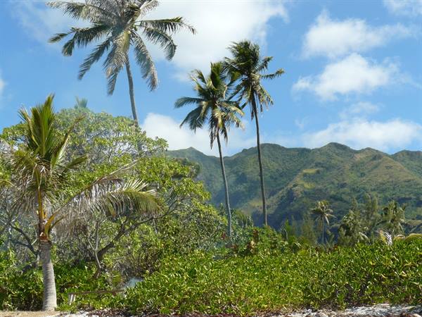 The interior of the island seen from motu Temae
