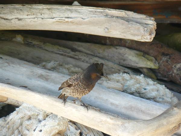 Pension Green Lodge - Our natural alarm clock