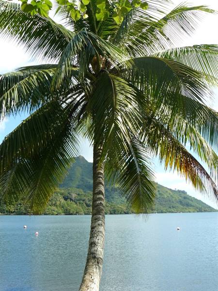 Opunohu Bay