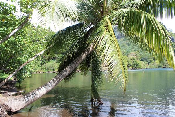 Opunohu Bay