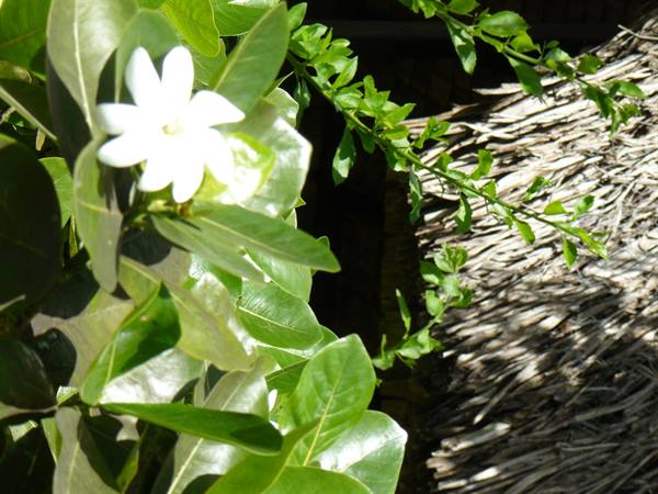 The tiare flower