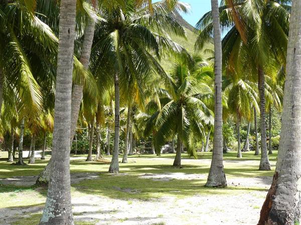 Palm grove along Opunohu Bay