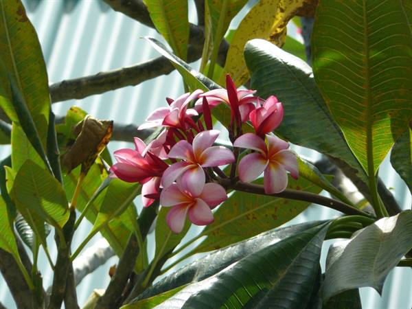 Frangipani