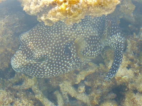 Motu Temae - Low Tide on the reef