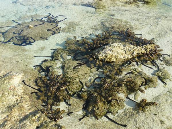 Motu Temae - Low Tide on the reef