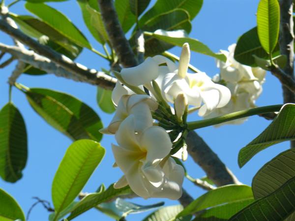 Scents of Moorea