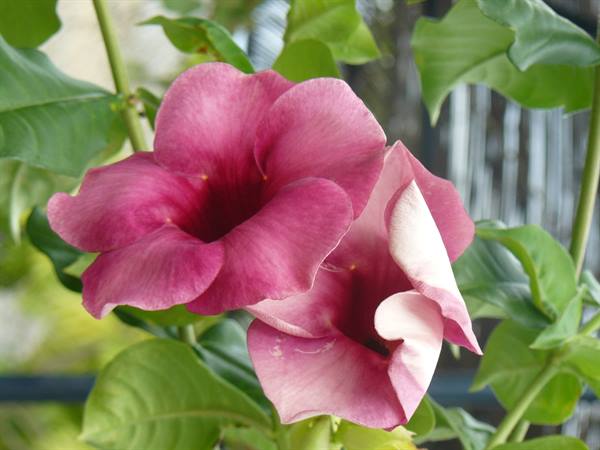 Colors & Scents of Tahaa