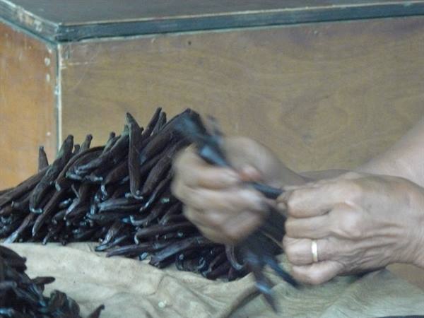 Vanilla plantation