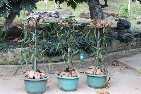 Vanilla plantation