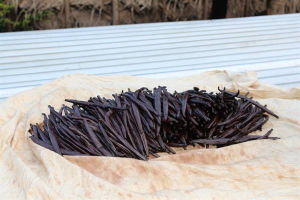 Vanilla plantation