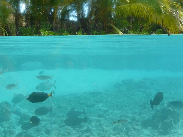 Le Meridien Bora Bora - Inner Lagoon