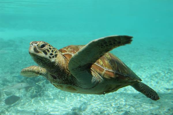 Le Meridien Bora Bora - Inner Lagoon
